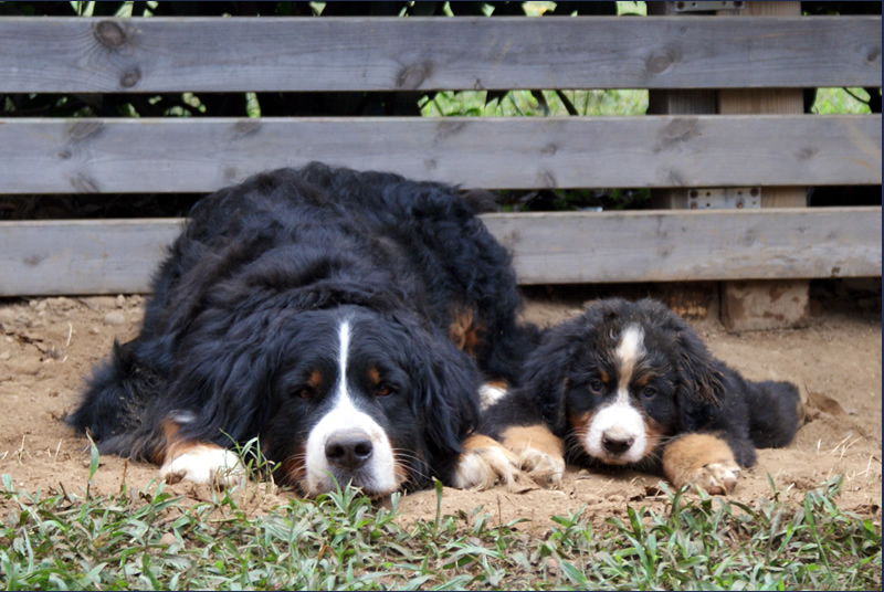 mamma e cucciolo di bovaro del bernese del podere di binse che dormono uno accanto all'altra