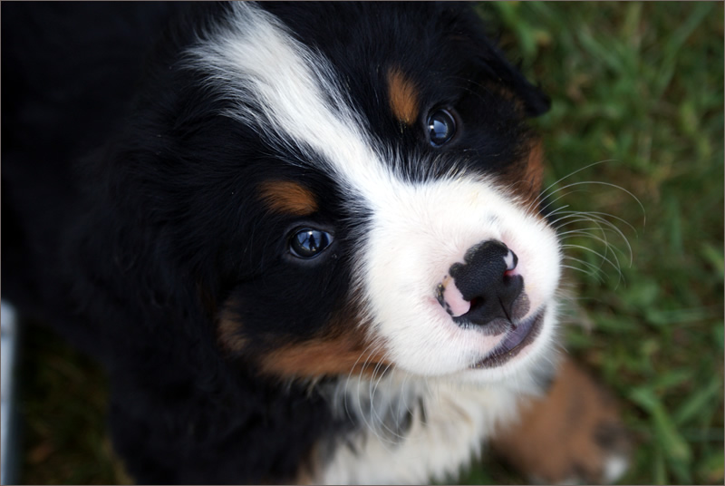 un cucciolo di bovaro del bernese del podere di binse