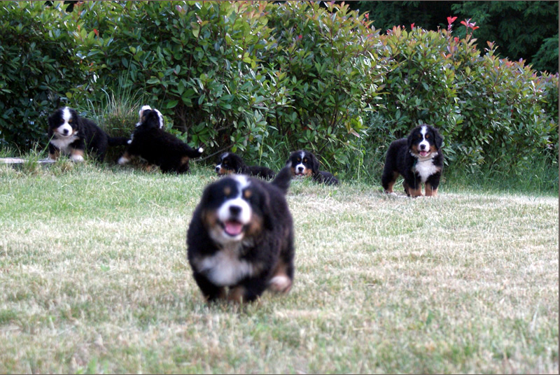 cuccioli di bovaro del bernese che corrono verso chi fotografa